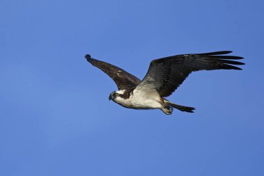 Sorguç (pandion haliaetus)