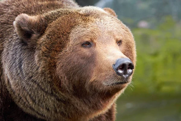 Καφέ αρκούδα (Ursus arctos) — Φωτογραφία Αρχείου