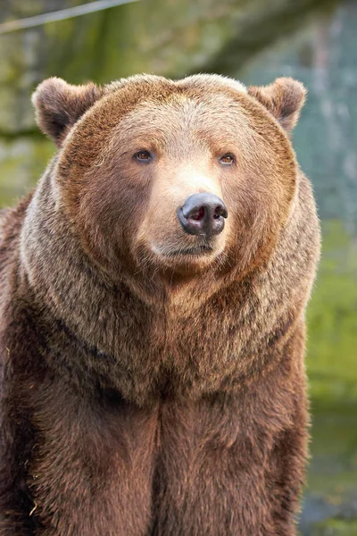 褐色熊（Ursus arctos）) — ストック写真