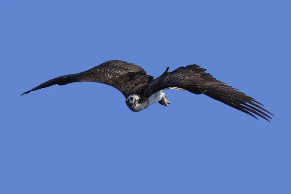 Osprey (Pandion haliaetus) — Stock Photo, Image