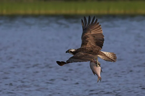 Osprey (pandion haliaetus) ) —  Fotos de Stock