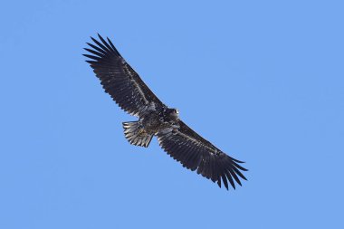 Ak kuyruklu kartal (Haliaeetus albicilla)