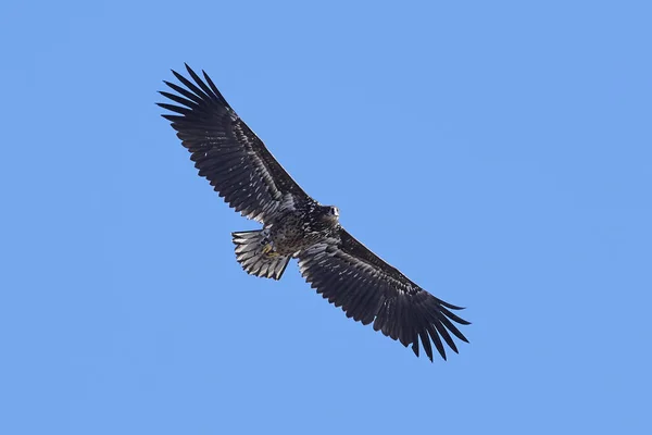 White-tailed eagle (Haliaeetus albicilla) — Stock Photo, Image