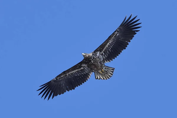 White-tailed eagle (Haliaeetus albicilla) — Stock Photo, Image
