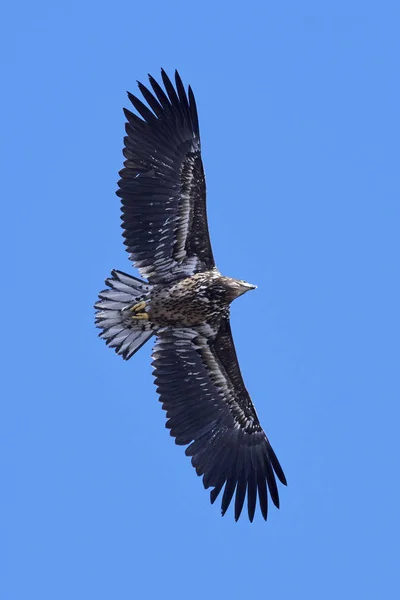 Ak kuyruklu kartal (Haliaeetus albicilla) — Stok fotoğraf