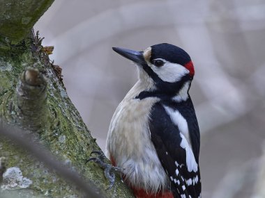Büyük Benekli Ağaçkakan (Dendrocopos major)