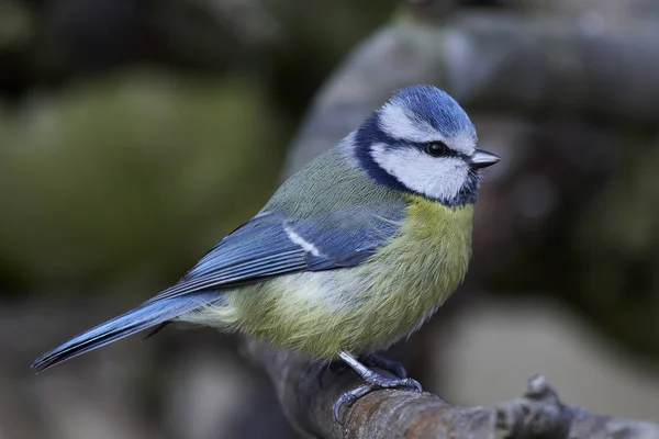 Eurasian blue tit (Cyanistes caeruleus) — Stok fotoğraf