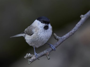 Marsh baştankara (Poecile palustris)