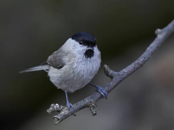 마쉬 가슴 (Poecile palustris) — 스톡 사진