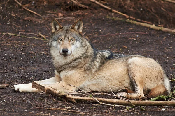 Серый волк (Canis lupus ) — стоковое фото