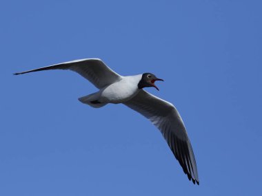 Siyah başlı martı (Chroicocephalus ridibundus)