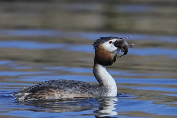 Grande Grebe Crested (Podiceps cristatus) — Fotografia de Stock