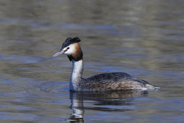 Grebe de gran cresta (Podiceps cristatus) — Foto de Stock