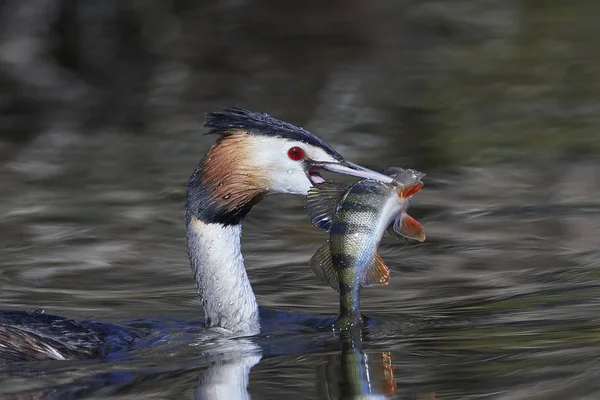 Velký hřeben Grebe (Podiceps cristatus) — Stock fotografie