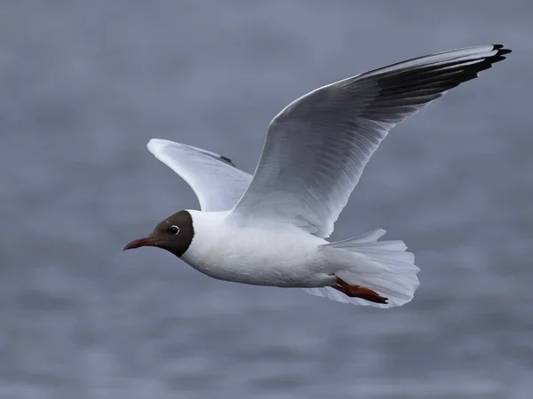 Gaivota de cabeça preta (Chroicocephalus ridibundus) — Fotografia de Stock