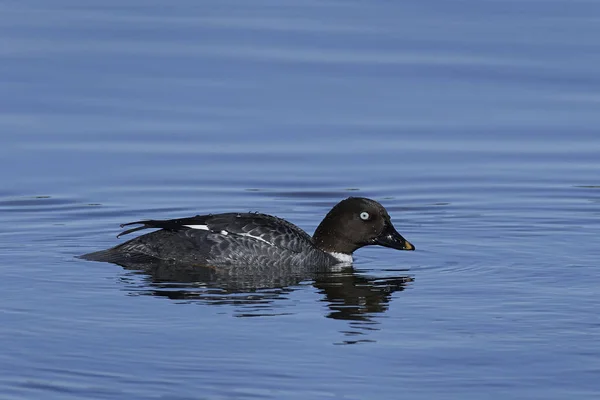 Goldeneye comum (Bucephala clangula ) — Fotografia de Stock