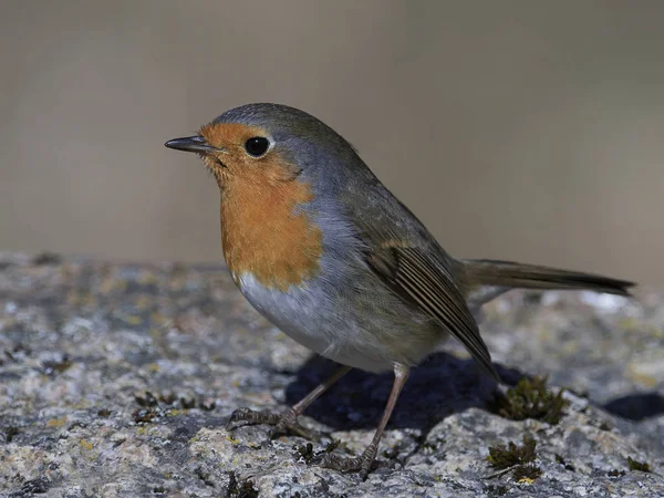 Robin europeu (Erithacus rubecula) — Fotografia de Stock