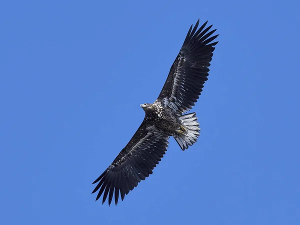 Ak kuyruklu kartal (Haliaeetus albicilla) — Stok fotoğraf