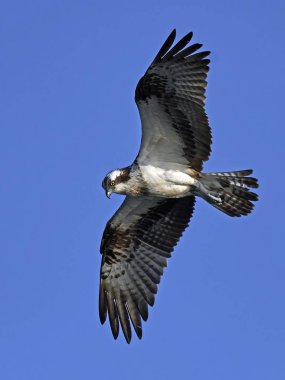 Sorguç (pandion haliaetus)