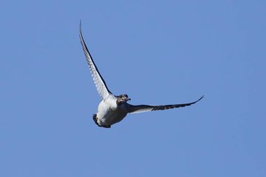 Ortak goosander (Mergus merganser)