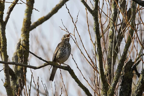 Tordo de la canción (Turdus philomelos) — Foto de Stock