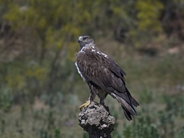 Bonellis Kartalı (Aquila fasciata)