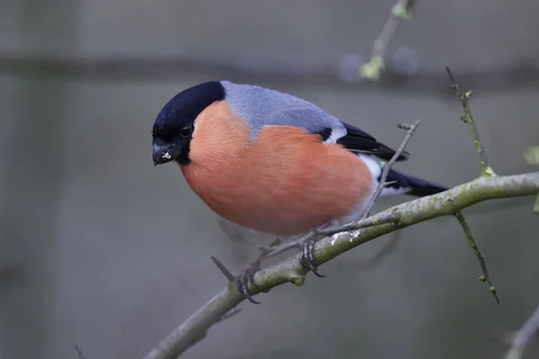 Cebula Pospolita Pyrrrhula Pyrrhula — Zdjęcie stockowe