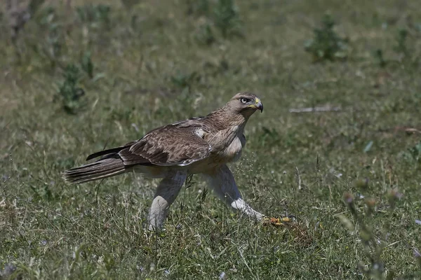 Águia de Bonellis (Aquila fasciata ) — Fotografia de Stock