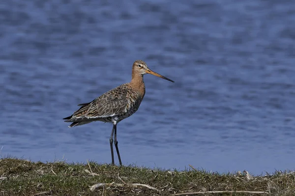 Godwit de cauda preta (limosa limosa ) — Fotografia de Stock