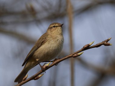 Yaygın chiffchaff (Phylloscopus collybita)
