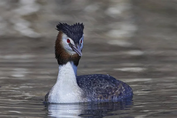 Большая Крещеная Гребень (Podiceps cristatus) — стоковое фото