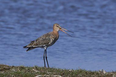 Siyah kuyruklu Godwit (limoza limosa))