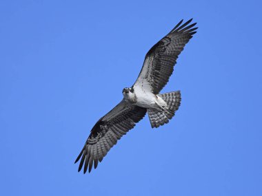 Sorguç (pandion haliaetus)