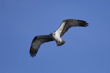 Sorguç (pandion haliaetus)