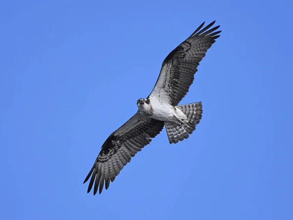 Orlovec říční (pandion haliaetus) — Stock fotografie