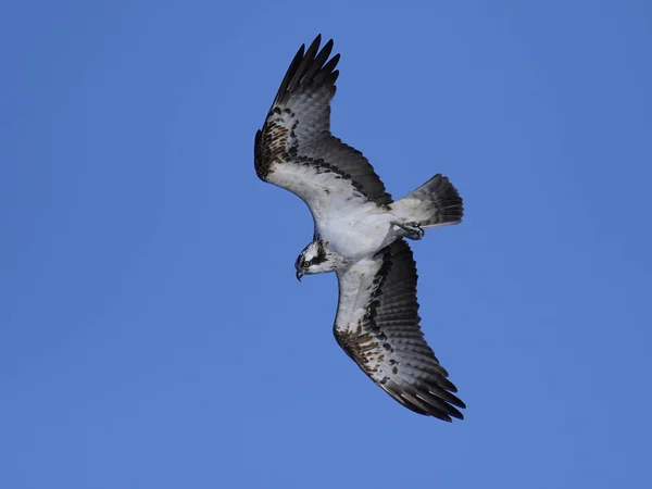 Orlovec říční (pandion haliaetus) — Stock fotografie