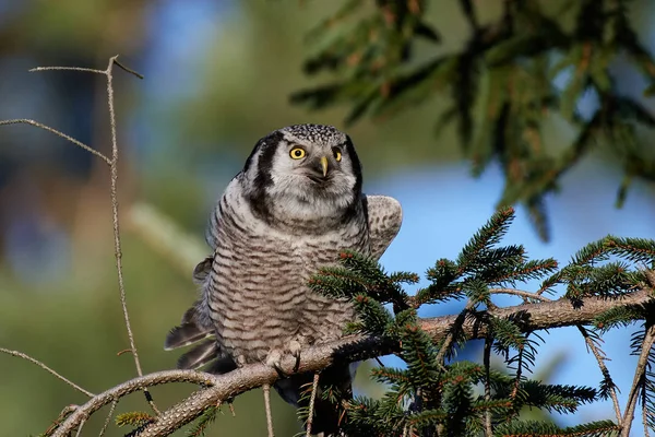 Búho halcón del norte (Surnia ulula ) — Foto de Stock