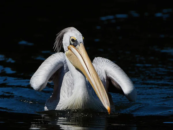 Pink-backed Pelican (Pelecanus rufescens) — Stockfoto