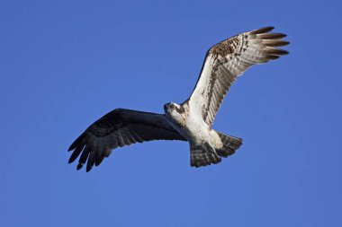Sorguç (pandion haliaetus)