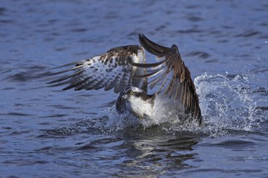 Sorguç (pandion haliaetus)