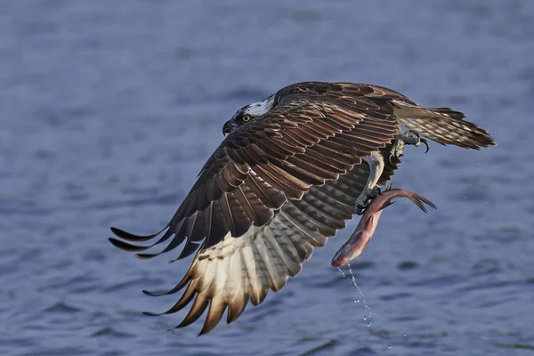 Osprey (pandion haliaetus) ) —  Fotos de Stock