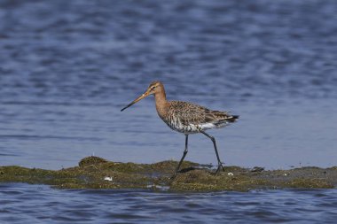 Siyah kuyruklu Godwit (limoza limosa))