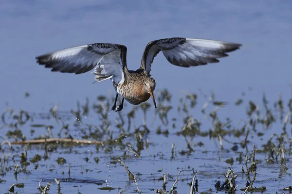 Černoocasý Godwit (limuzína limosa) — Stock fotografie