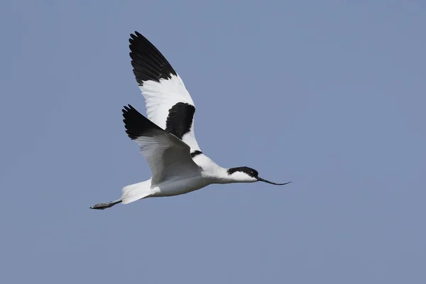 Pied avocet (Recurvirostra avosetta) — Stock Photo, Image