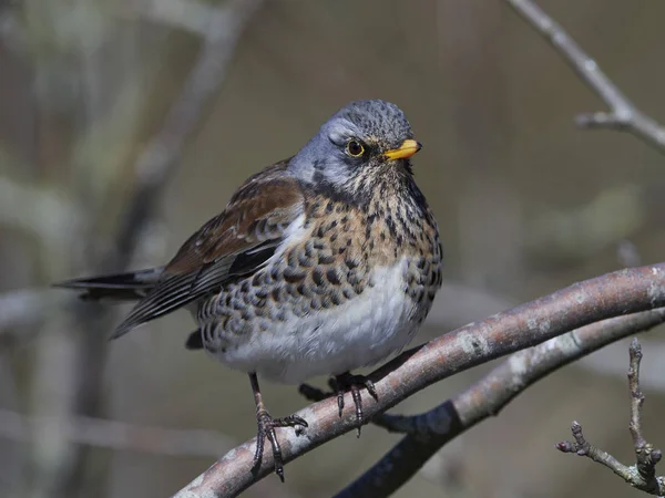 Drozd kvíčala (turdus pilaris) — Stock fotografie