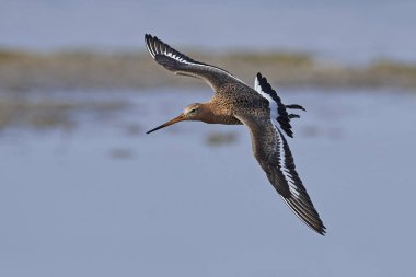 Siyah kuyruklu Godwit (limoza limosa))