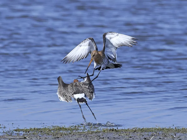 Godwit de cola negra (limosa limosa ) — Foto de Stock