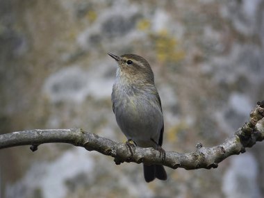 Yaygın chiffchaff (Phylloscopus collybita)