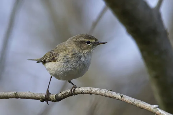 Yaygın chiffchaff (Phylloscopus collybita) — Stok fotoğraf