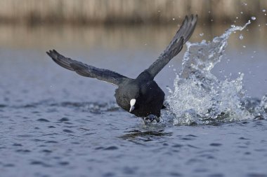 Avrasya Ördeği (Fulica atra)